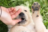 dog-biting-someone