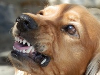 does homeowners insurance cover dog bites